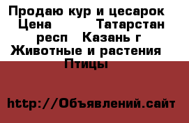 Продаю кур и цесарок › Цена ­ 300 - Татарстан респ., Казань г. Животные и растения » Птицы   
